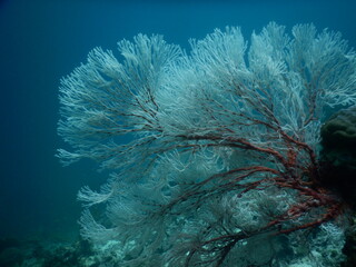 Beautiful sea fan under the Raja Ampat sea, West papua, Indonesia. Soft coral, Gorgonia ventalina. Tropical underwater sea eco system. Blue and darkness.