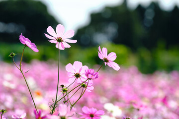 ピンク色のかわいいコスモスの花