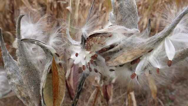Dried common milkweed pods, Milkweed Seeds in the wind, Fall scenery, Wildflower
