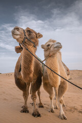 Two camels posing in the desert, Inner-Mongolia, China
