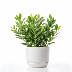 zz plant in pot with white Background Ai Generative 