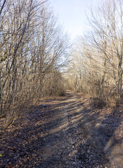 Autumn forest, the rays of the rising sun illuminate the leafless forest, sleeping nature.