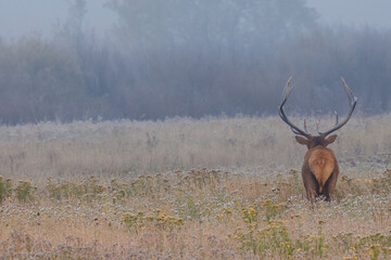 Trophy bull elk (Cervus canadensis) standing in a meadow, looking away from camera, in Grand Teton National Park, Wyoming during fall.