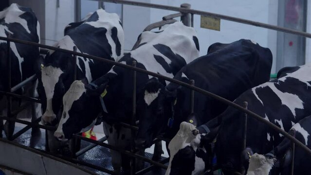 Cows being milked in dairy farm