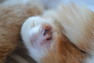 cat with his broken finger. Paw of a sick bright orange cat.