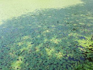 pond simple nature img