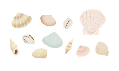 Set of seashells.  Hand drawn vector illustration. 