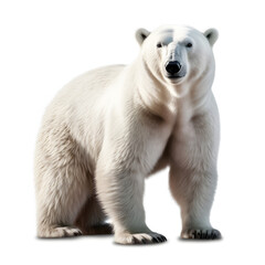 Fototapeta premium white polar bear