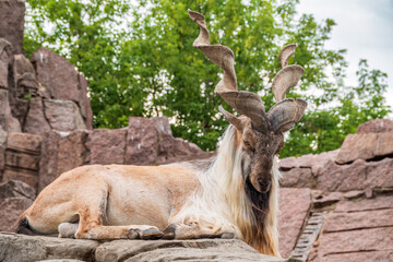 Close-up portrait of Markhor, Capra falconeri, wild goat native to Central Asia, Karakoram and the...