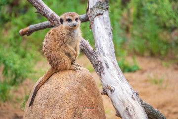 Meerkat, Suricata suricatta, on hind legs. Portrait of meerkat standing on hind legs with alert expression. Portrait of a funny meerkat sitting on its hind legs.