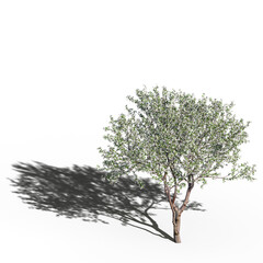 big tree, isolated on white background, 3D illustration, cg render