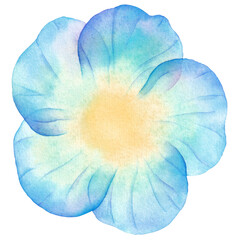 Watercolor blue nemophila flower isolated on white background	