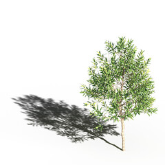 big tree, isolate on a transparent background, 3d illustration