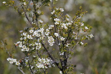 White wildflowers on a leptospermum plant in the Australian bush