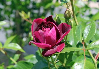 Close up of a red rose on a plant in a garden