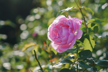 秋に咲くピンクの薔薇の花