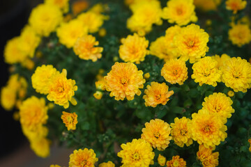 小さな菊の花