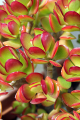 Close up of green and red leaves on a jade plant succulent in a garden