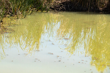 reeds reflections in the pond