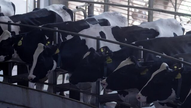 Dairy farm is milking	