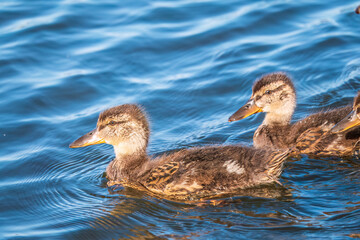 Cute little duckling swimming alone in a lake or river with calm water