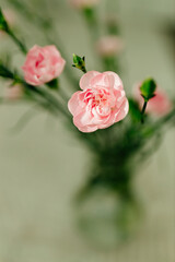 A bouquet of pink roses against a background of a window with tulle. Flowers in a glass vase. Peach carnations