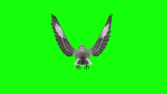 American Mockingbird - Flying Loop - Back View - Green Screen - Realistic 3D animation isolated on green background 