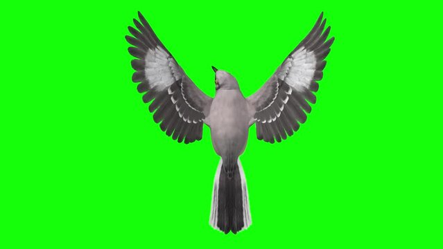 American Mockingbird - Flying Loop - Top View - Green Screen - Realistic 3D animation isolated on green background 