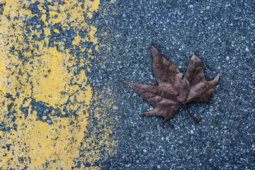 pedestrian crossing with maple leaf