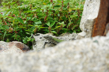 A lizard on a stone wall in Syracuse, Italy