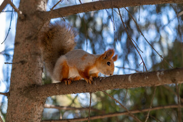 Naklejka na ściany i meble A beautiful red squirrel eats nuts in the forest. A squirrel with a fluffy tail sits and eats nuts close-up.