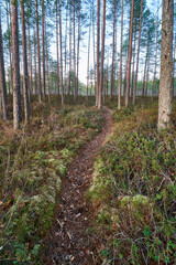 Path in swamp forest