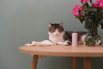 Animal in interior - Cute brown cat lying on round wooden table with vase and roses flowers in...