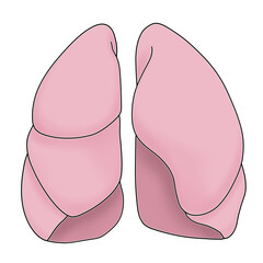 シンプルな肺のイラスト