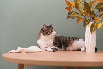 Cute brown cat lying on round wooden table with vase and autumn leaves in living room.