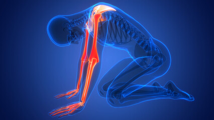 Human Skeleton System Upper Limbs Bone Joints Anatomy