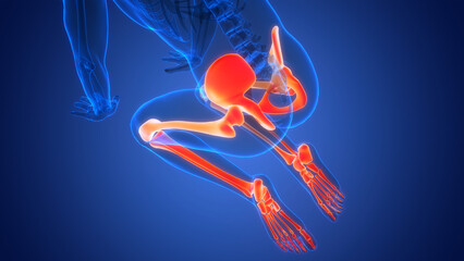 Human Skeleton System Lower Limbs Bone Joints Anatomy