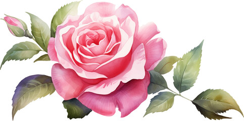 pink rose flower clipart