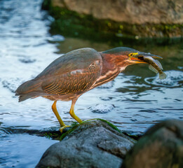 Green Heron Bird catches a fish from perched on a rock sticking up from the water