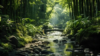 Bamboo forest background