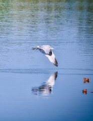 Ring-billed Gull Bird flys just above the blue water with reflection in the water