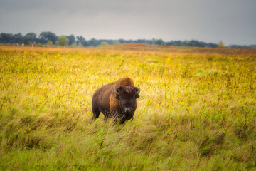 Bison stands in a prairie field in early fall