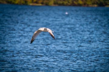 Fototapeta na wymiar Ring-Billed Gull Bird flys over a blue lake