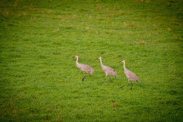 A family of Sandhill Cranes, two adults and one juvenile, walking through a grassy field
