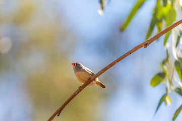 Zebra finch (Taeniopygia) perched on a tree branch.