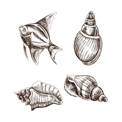 Seashells,  tropical fish vector set. Hand drawn sketch illustration. Collection of realistic sketches of various molluscs sea shells of various shapes isolated on white background.