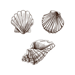 Seashells,  scallop seashell vector set. Hand drawn sketch illustration. Collection of realistic sketches of various  ocean creatures  isolated on white background.