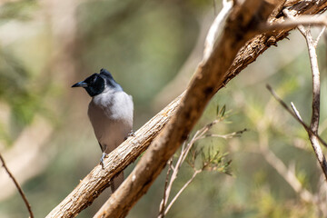 Masked woodswallow (Artamus personatus) perched on tree.