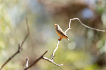 Zebra finch (Taeniopygia) perched on a tree branch.