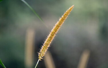 Gorgeous Fountain Grass: Nature's Elegance Captured